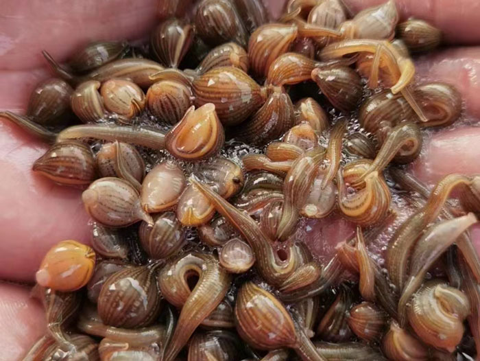 GA黄金甲幼苗