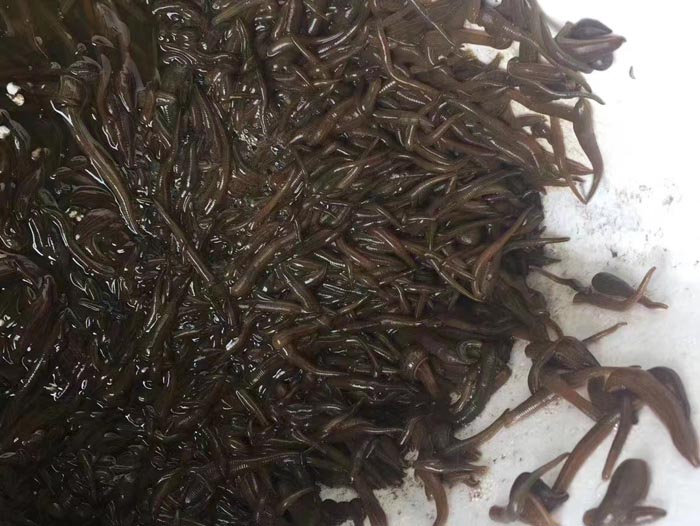 GA黄金甲幼苗