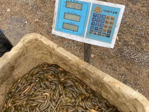 GA黄金甲幼苗