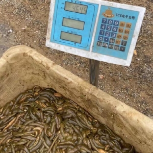 GA黄金甲幼苗