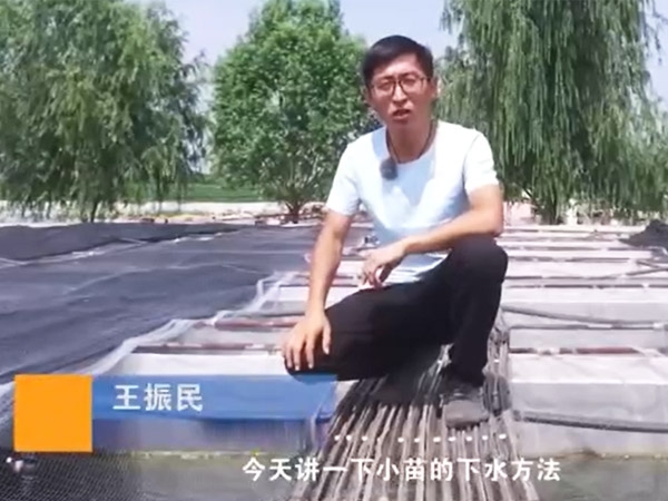 GA黄金甲幼苗的下水步骤