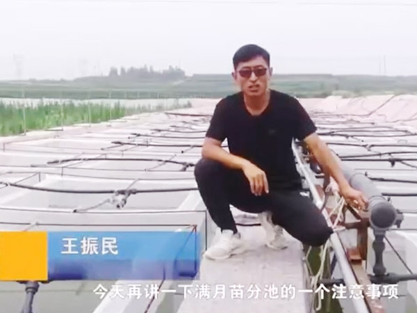 GA黄金甲满月苗确当苦衷项
