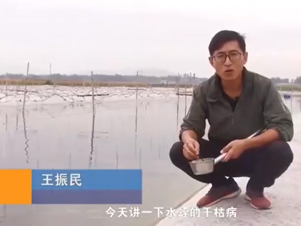 GA黄金甲干枯病产生涯法规及防治步骤