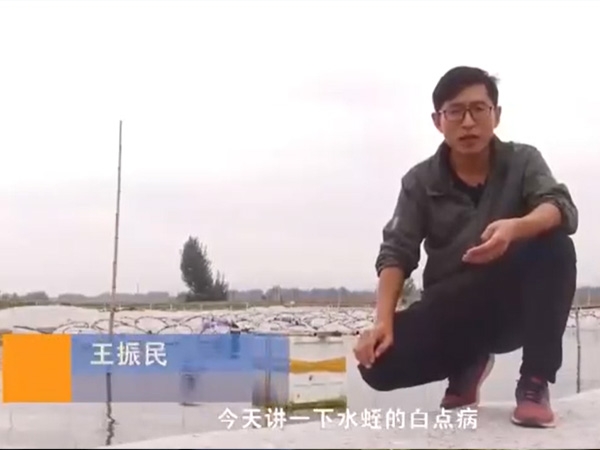 GA黄金甲白点病产生涯法规及防治步骤