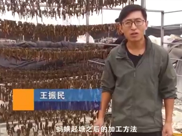 GA黄金甲加工步骤