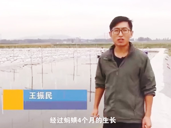 GA黄金甲收成流程