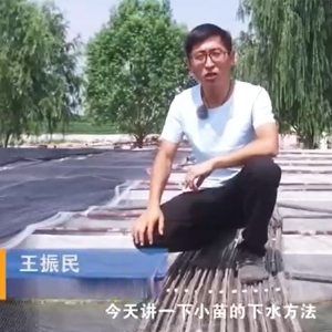 GA黄金甲幼苗的下水步骤