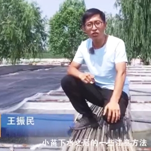 GA黄金甲幼苗下水后确把稳和操作