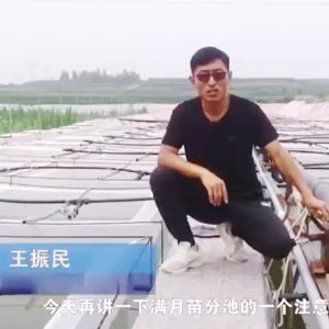 GA黄金甲满月苗确当苦衷项