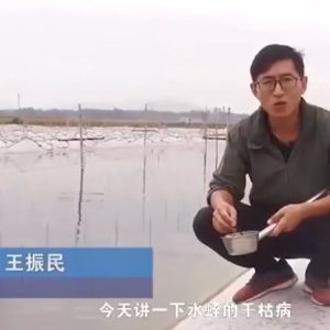 GA黄金甲干枯病产生涯法规及防治步骤
