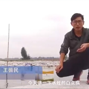 GA黄金甲白点病产生涯法规及防治步骤
